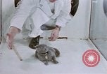 Standbild Verhalten von Katzen United States USA, 1957, aus Sekunde 40 historischem Filmmaterial Videoclip 65675047216