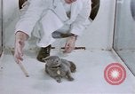 Standbild Verhalten von Katzen United States USA, 1957, aus Sekunde 41 historischem Filmmaterial Videoclip 65675047216