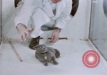 Standbild Verhalten von Katzen United States USA, 1957, aus Sekunde 42 historischem Filmmaterial Videoclip 65675047216