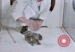 Standbild Verhalten von Katzen United States USA, 1957, aus Sekunde 44 historischem Filmmaterial Videoclip 65675047216
