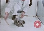 Standbild Verhalten von Katzen United States USA, 1957, aus Sekunde 45 historischem Filmmaterial Videoclip 65675047216