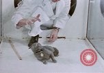 Standbild Verhalten von Katzen United States USA, 1957, aus Sekunde 47 historischem Filmmaterial Videoclip 65675047216