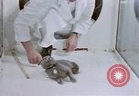 Standbild Verhalten von Katzen United States USA, 1957, aus Sekunde 48 historischem Filmmaterial Videoclip 65675047216