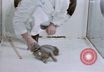 Standbild Verhalten von Katzen United States USA, 1957, aus Sekunde 49 historischem Filmmaterial Videoclip 65675047216