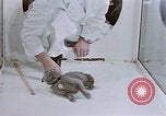 Standbild Verhalten von Katzen United States USA, 1957, aus Sekunde 50 historischem Filmmaterial Videoclip 65675047216