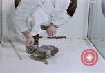 Standbild Verhalten von Katzen United States USA, 1957, aus Sekunde 51 historischem Filmmaterial Videoclip 65675047216