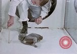 Standbild Verhalten von Katzen United States USA, 1957, aus Sekunde 52 historischem Filmmaterial Videoclip 65675047216