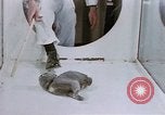 Standbild Verhalten von Katzen United States USA, 1957, aus Sekunde 53 historischem Filmmaterial Videoclip 65675047216