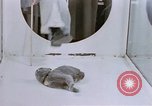 Standbild Verhalten von Katzen United States USA, 1957, aus Sekunde 54 historischem Filmmaterial Videoclip 65675047216