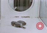 Standbild Verhalten von Katzen United States USA, 1957, aus Sekunde 55 historischem Filmmaterial Videoclip 65675047216