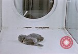 Standbild Verhalten von Katzen United States USA, 1957, aus Sekunde 56 historischem Filmmaterial Videoclip 65675047216