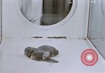 Standbild Verhalten von Katzen United States USA, 1957, aus Sekunde 57 historischem Filmmaterial Videoclip 65675047216