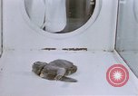 Standbild Verhalten von Katzen United States USA, 1957, aus Sekunde 58 historischem Filmmaterial Videoclip 65675047216