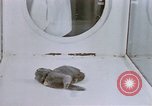 Standbild Verhalten von Katzen United States USA, 1957, aus Sekunde 60 historischem Filmmaterial Videoclip 65675047216