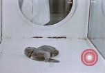 Standbild Verhalten von Katzen United States USA, 1957, aus Sekunde 61 historischem Filmmaterial Videoclip 65675047216