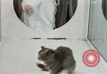 Image Comportement des chats United States USA, 1957, de la seconde 9 séquences d'archives historiques vidéo 65675047217