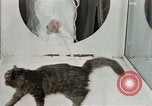 Image Comportement des chats United States USA, 1957, de la seconde 10 séquences d'archives historiques vidéo 65675047217