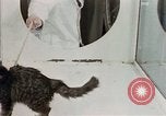 Image Comportement des chats United States USA, 1957, de la seconde 11 séquences d'archives historiques vidéo 65675047217
