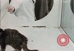 Image Comportement des chats United States USA, 1957, de la seconde 12 séquences d'archives historiques vidéo 65675047217