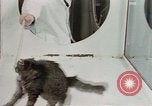Image Comportement des chats United States USA, 1957, de la seconde 13 séquences d'archives historiques vidéo 65675047217