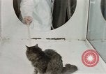 Image Comportement des chats United States USA, 1957, de la seconde 14 séquences d'archives historiques vidéo 65675047217