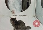 Image Comportement des chats United States USA, 1957, de la seconde 15 séquences d'archives historiques vidéo 65675047217