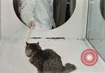 Image Comportement des chats United States USA, 1957, de la seconde 16 séquences d'archives historiques vidéo 65675047217