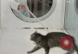 Image Comportement des chats United States USA, 1957, de la seconde 17 séquences d'archives historiques vidéo 65675047217