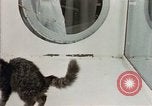 Image Comportement des chats United States USA, 1957, de la seconde 18 séquences d'archives historiques vidéo 65675047217