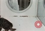 Image Comportement des chats United States USA, 1957, de la seconde 20 séquences d'archives historiques vidéo 65675047217