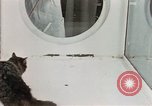Image Comportement des chats United States USA, 1957, de la seconde 21 séquences d'archives historiques vidéo 65675047217