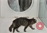 Image Comportement des chats United States USA, 1957, de la seconde 22 séquences d'archives historiques vidéo 65675047217
