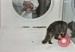 Image Comportement des chats United States USA, 1957, de la seconde 23 séquences d'archives historiques vidéo 65675047217