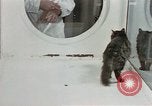 Image Comportement des chats United States USA, 1957, de la seconde 24 séquences d'archives historiques vidéo 65675047217