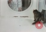 Image Comportement des chats United States USA, 1957, de la seconde 25 séquences d'archives historiques vidéo 65675047217