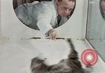 Image Comportement des chats United States USA, 1957, de la seconde 27 séquences d'archives historiques vidéo 65675047217