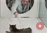 Image Comportement des chats United States USA, 1957, de la seconde 28 séquences d'archives historiques vidéo 65675047217