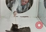 Image Comportement des chats United States USA, 1957, de la seconde 29 séquences d'archives historiques vidéo 65675047217