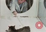 Image Comportement des chats United States USA, 1957, de la seconde 30 séquences d'archives historiques vidéo 65675047217