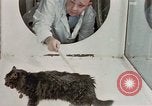 Image Comportement des chats United States USA, 1957, de la seconde 31 séquences d'archives historiques vidéo 65675047217