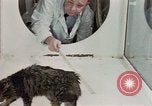 Image Comportement des chats United States USA, 1957, de la seconde 32 séquences d'archives historiques vidéo 65675047217