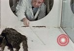 Image Comportement des chats United States USA, 1957, de la seconde 33 séquences d'archives historiques vidéo 65675047217