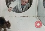 Image Comportement des chats United States USA, 1957, de la seconde 34 séquences d'archives historiques vidéo 65675047217