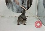 Image Comportement des chats United States USA, 1957, de la seconde 35 séquences d'archives historiques vidéo 65675047217