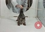 Image Comportement des chats United States USA, 1957, de la seconde 36 séquences d'archives historiques vidéo 65675047217
