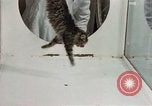 Image Comportement des chats United States USA, 1957, de la seconde 38 séquences d'archives historiques vidéo 65675047217