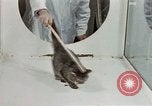 Image Comportement des chats United States USA, 1957, de la seconde 40 séquences d'archives historiques vidéo 65675047217