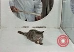 Image Comportement des chats United States USA, 1957, de la seconde 41 séquences d'archives historiques vidéo 65675047217