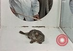 Image Comportement des chats United States USA, 1957, de la seconde 42 séquences d'archives historiques vidéo 65675047217