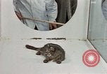 Image Comportement des chats United States USA, 1957, de la seconde 43 séquences d'archives historiques vidéo 65675047217